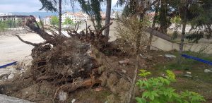 CHP Bolu Belediyesi Ağaç Katliamı